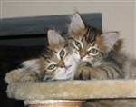fotka sibiřská koťata