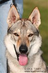 Fotka - eskoslovnsk vlk s PP - 6 klouk - Matka: Bengie