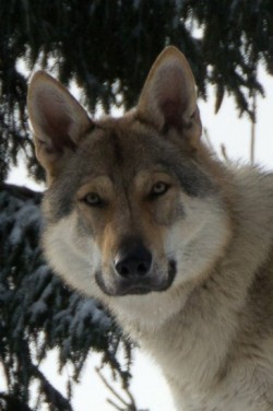 eskoslovnsk vlk s PP - 6 klouk - Otec: Ferral