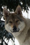 Fotka - eskoslovnsk vlk s PP - 6 klouk - Otec: Ferral