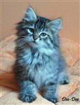 fotka Krásná sibiřská koťátka
