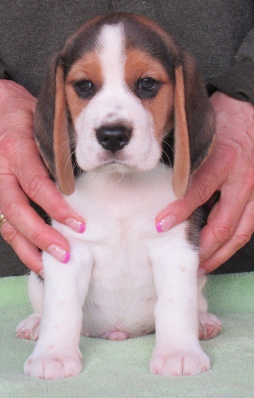 Beagle - bgl s PP  - Fotografie . 1