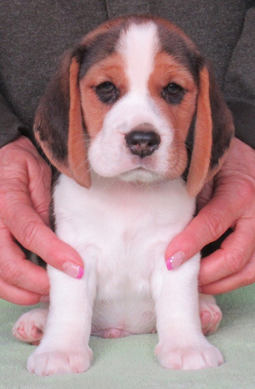 Beagle - bgl s PP  - Fotografie . 2