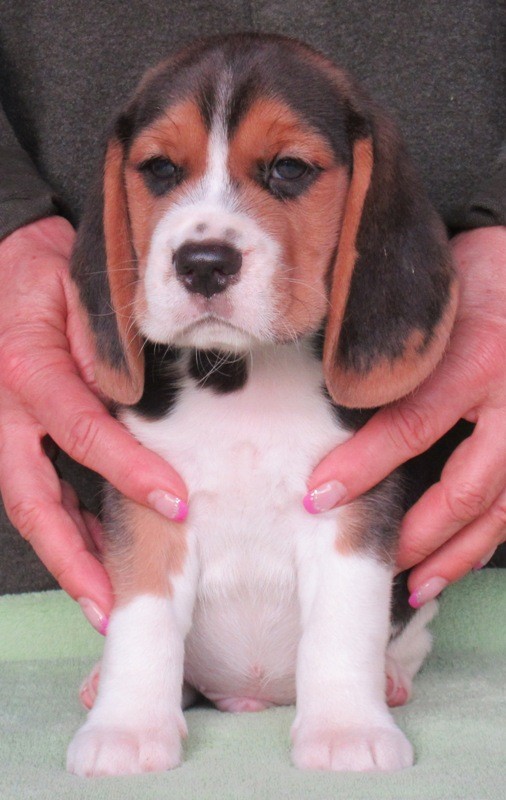 Beagle - bgl s PP  - Fotografie . 3