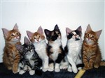 fotka Mainská Mývalí koťata