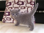 fotka Britská koťátka bez PP - v barvách modrá a lila