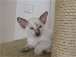 fotka Siamská koťata