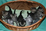 fotka Whiskas  - 5 kočiček a 2 kocourci