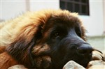 Fotka - Leonberger tata s PP - Aquil