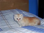 fotka perské činčilky na prodej - koťata PRAHA od 17.6.2009!!!