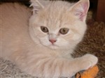 Fotka - Britská krémová koťata - n á d h e r n á - Fotografie č. 3
