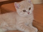 Fotka - Britská krémová koťata - n á d h e r n á - Fotografie č. 2