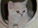 Fotka - Britská krémová koťata - n á d h e r n á - Fotografie č. 1