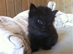 fotka Draruju černošedé kotě