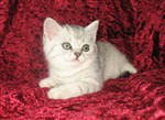 fotka Prodej britská stříbrná WHISKAS koťátka s PP