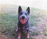 fotka Prodám štěňata Australského honáckého psa s PP