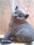 fotka Prodám modré Britské kotě