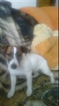 fotka Prodam fenecku Jack Russell Terriera