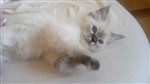 fotka Ragdoll koťátka s pp-vymazlená!!