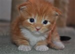 fotka Mainská mývalí koťátka s pp