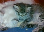 fotka Sibiřské kotě bez PP-odběr ihned