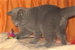 fotka Britská TOP koťátka s P.P. k odběru