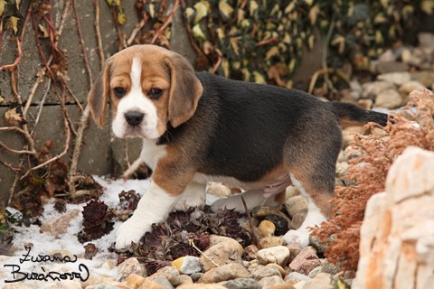Bgl (beagle), odbr ihned tn - Fotografie . 2