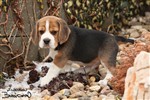 Fotka - Bgl (beagle), odbr ihned tn - Fotografie . 2