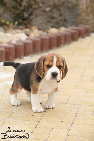 Bgl (beagle), odbr ihned tn - Fotografie . 1