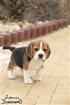fotka Bígl (beagle), odběr ihned štěně
