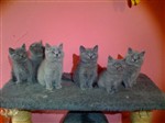 fotka Bristká modrá koťátka s čistou linií