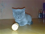 fotka Prodám kotata modrých britek