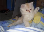 fotka Koťata perské činčily,IHNED K ODBĚRU, SLEVA