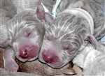 Fotka - Vmarsk oha krtkosrst - ttka s PP  - Puppies 