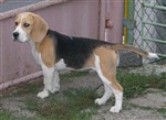 fotka štěňata beagle s PP