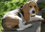 Fotka - tn beagles PP ihned - Fotografie . 2