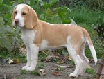 fotka štěně beagles PP ihned