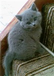 fotka Prodám britská modrá koťátka bez PP