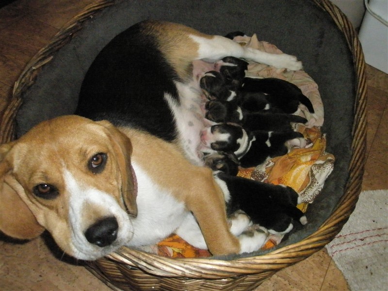 Beagle tricolor - Fotografie . 1
