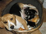 Fotka - Beagle tricolor - Fotografie . 1