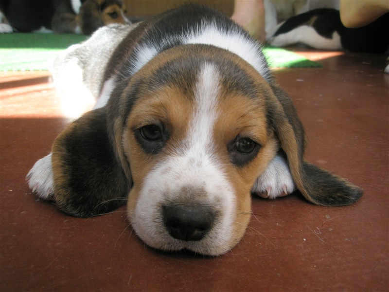 Beagle tricolor - Fotografie . 2