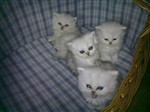 fotka Prodám koťata perské činčily
